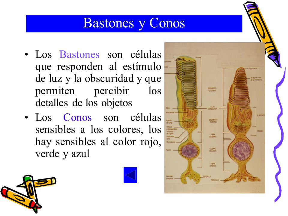 Bastones y Conos Los Bastones son células que responden al estímulo de luz y la obscuridad y que permiten percibir los detalles de los objetos.