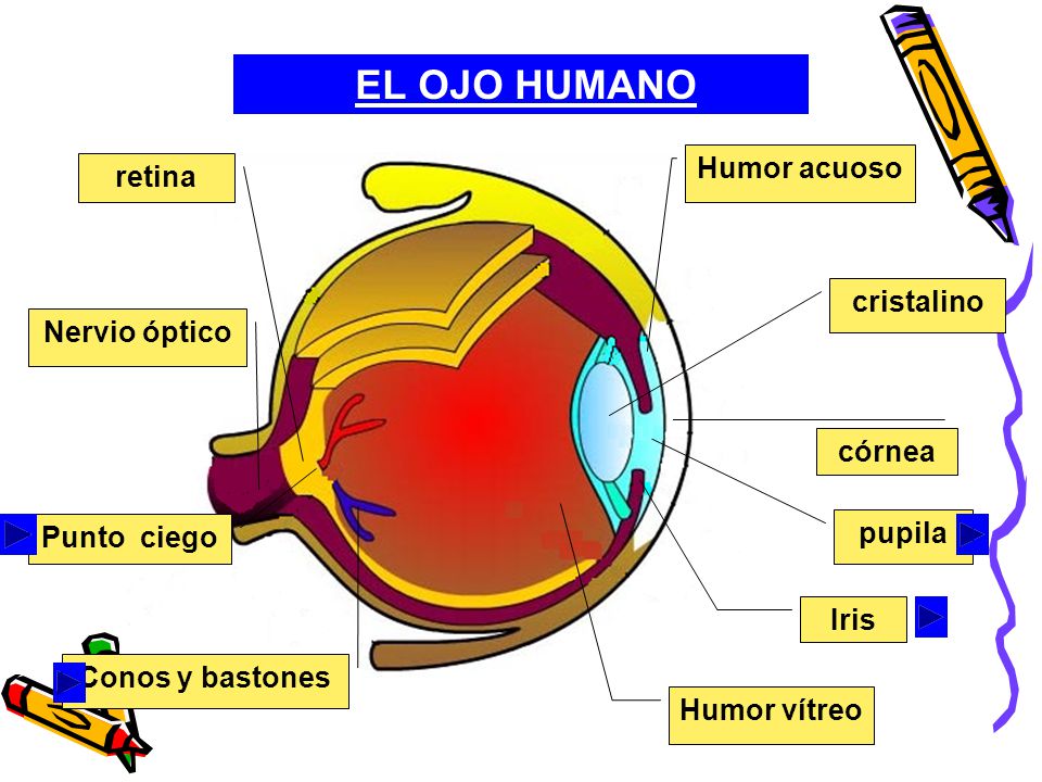 EL OJO HUMANO Humor acuoso retina cristalino Nervio óptico córnea