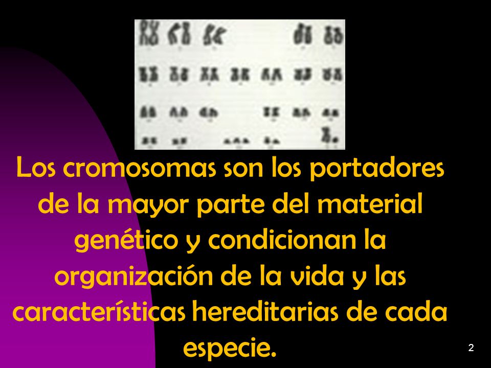 Los cromosomas son los portadores de la mayor parte del material genético y condicionan la organización de la vida y las características hereditarias de cada especie.