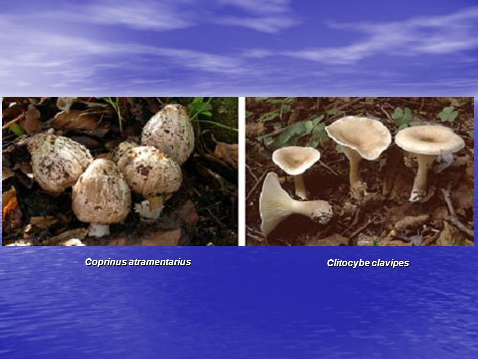 Coprinus atramentarius