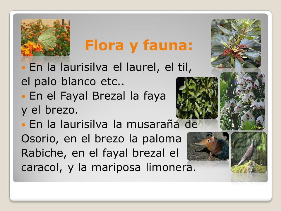 Flora y fauna: En la laurisilva el laurel, el til,