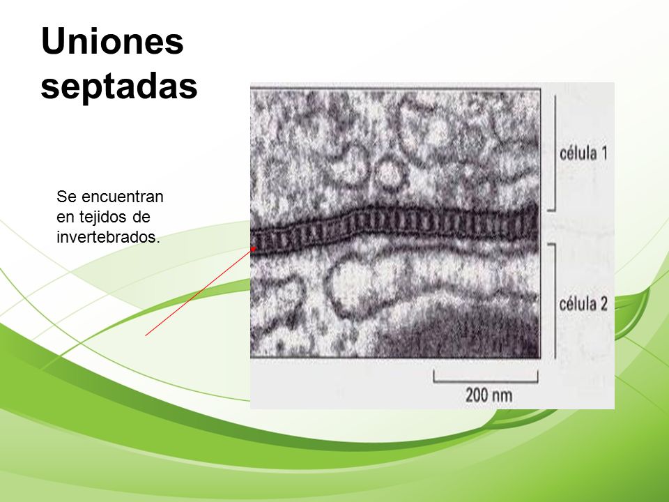 Uniones septadas Se encuentran en tejidos de invertebrados.