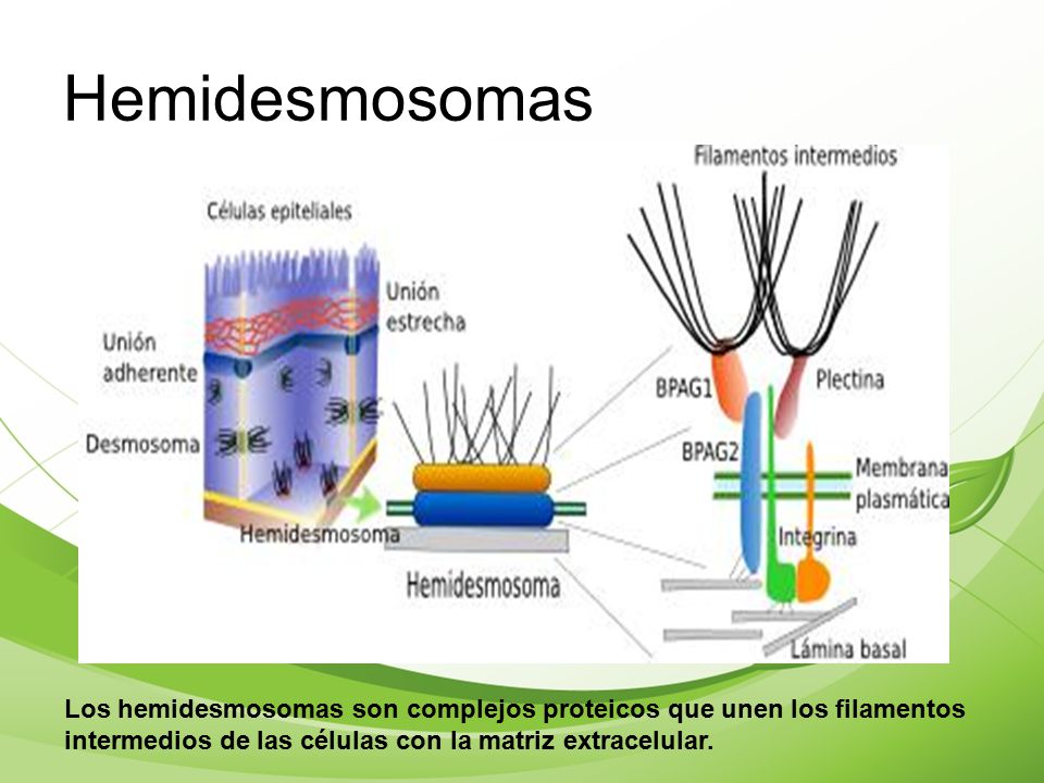 Hemidesmosomas Los hemidesmosomas son complejos proteicos que unen los filamentos intermedios de las células con la matriz extracelular.