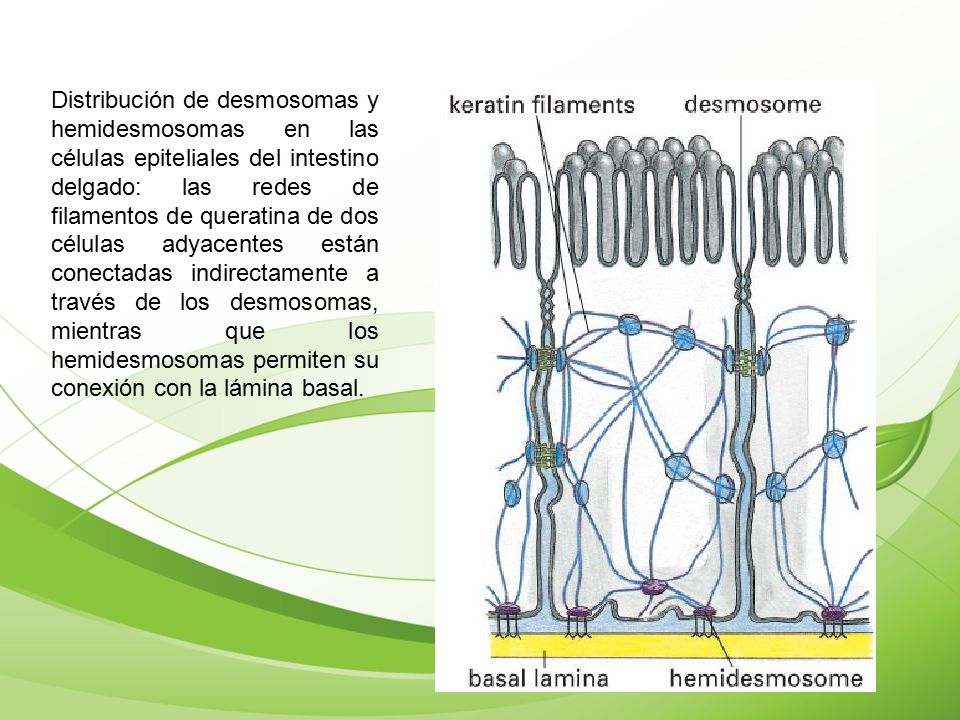 Distribución de desmosomas y hemidesmosomas en las células epiteliales del intestino delgado: las redes de filamentos de queratina de dos células adyacentes están conectadas indirectamente a través de los desmosomas, mientras que los hemidesmosomas permiten su conexión con la lámina basal.