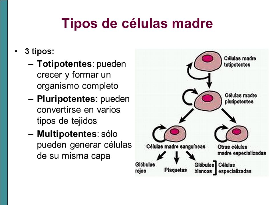 Tipos de células madre 3 tipos: Totipotentes: pueden crecer y formar un organismo completo.