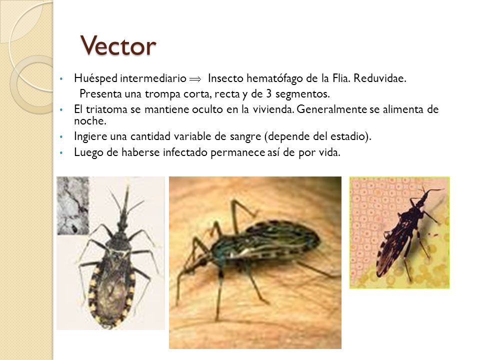 Vector Huésped intermediario  Insecto hematófago de la Flia. Reduvidae. Presenta una trompa corta, recta y de 3 segmentos.