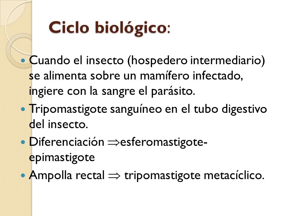 Ciclo biológico: Cuando el insecto (hospedero intermediario) se alimenta sobre un mamífero infectado, ingiere con la sangre el parásito.