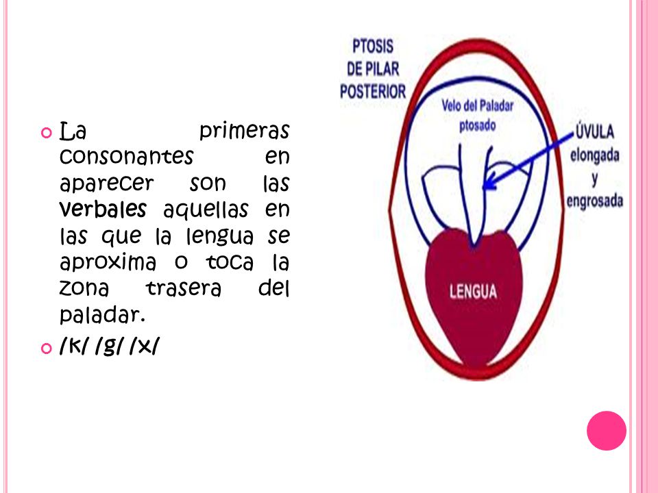 La primeras consonantes en aparecer son las verbales aquellas en las que la lengua se aproxima o toca la zona trasera del paladar.