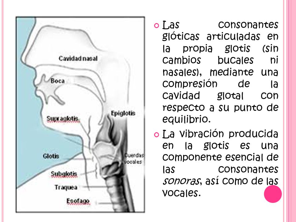 Las consonantes glóticas articuladas en la propia glotis (sin cambios bucales ni nasales), mediante una compresión de la cavidad glotal con respecto a su punto de equilibrio.