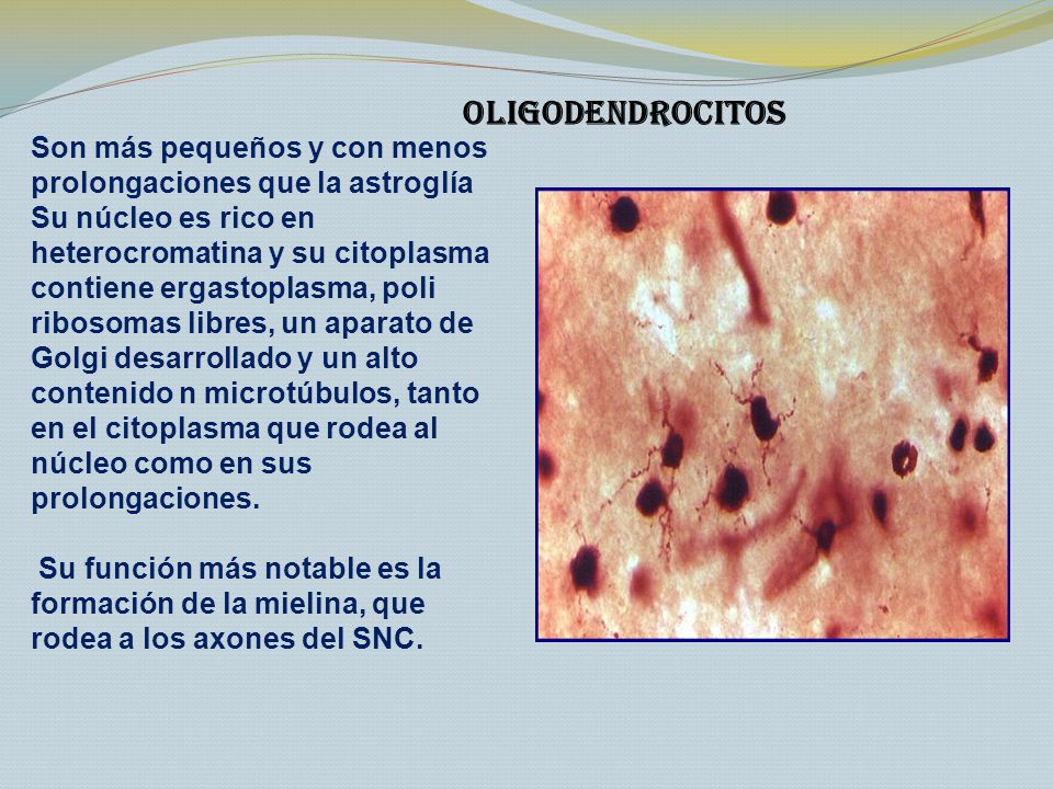 Oligodendrocitos Son más pequeños y con menos prolongaciones que la astroglía.