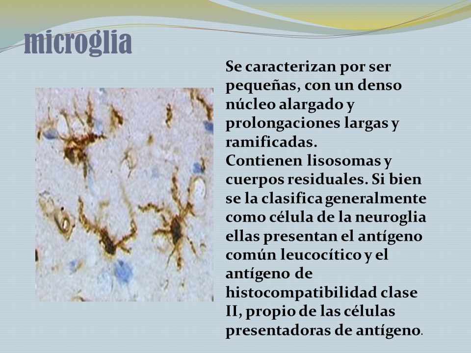 microglia Se caracterizan por ser pequeñas, con un denso núcleo alargado y prolongaciones largas y ramificadas.