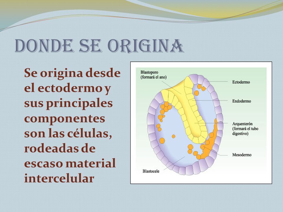 Donde se origina Se origina desde el ectodermo y sus principales componentes son las células, rodeadas de escaso material intercelular.