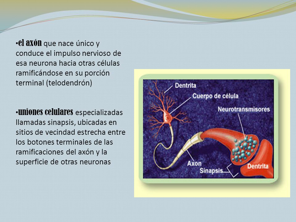 el axón que nace único y conduce el impulso nervioso de esa neurona hacia otras células ramificándose en su porción terminal (telodendrón)