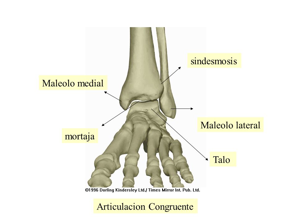 sindesmosis Maleolo medial Maleolo lateral mortaja Talo Articulacion Congruente
