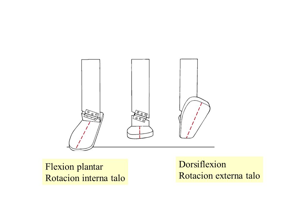Dorsiflexion Rotacion externa talo Flexion plantar Rotacion interna talo