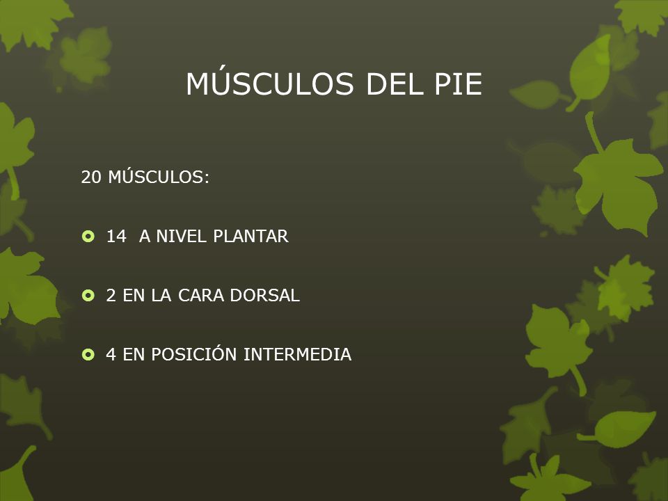 MÚSCULOS DEL PIE 20 MÚSCULOS: 14 A NIVEL PLANTAR 2 EN LA CARA DORSAL