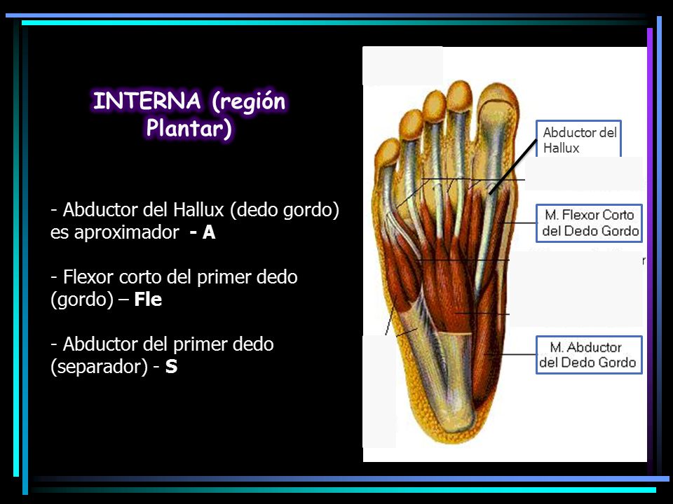 INTERNA (región Plantar)