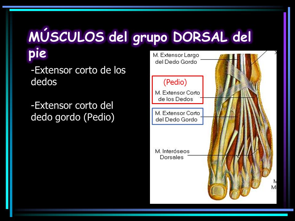 -Extensor corto de los dedos -Extensor corto del dedo gordo (Pedio)