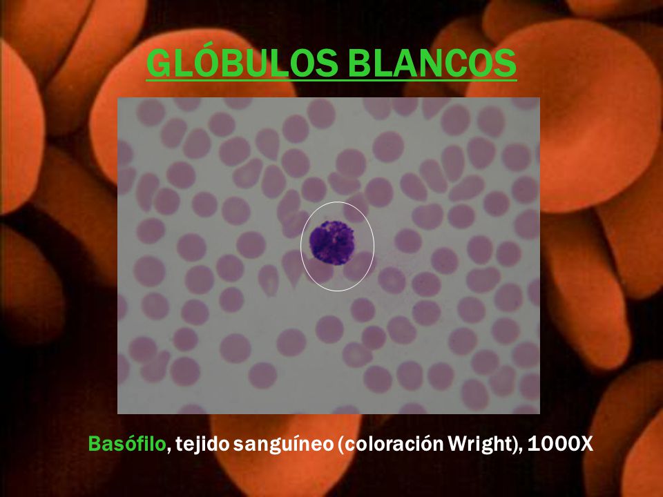 GLÓBULOS BLANCOS Basófilo, tejido sanguíneo (coloración Wright), 1000X