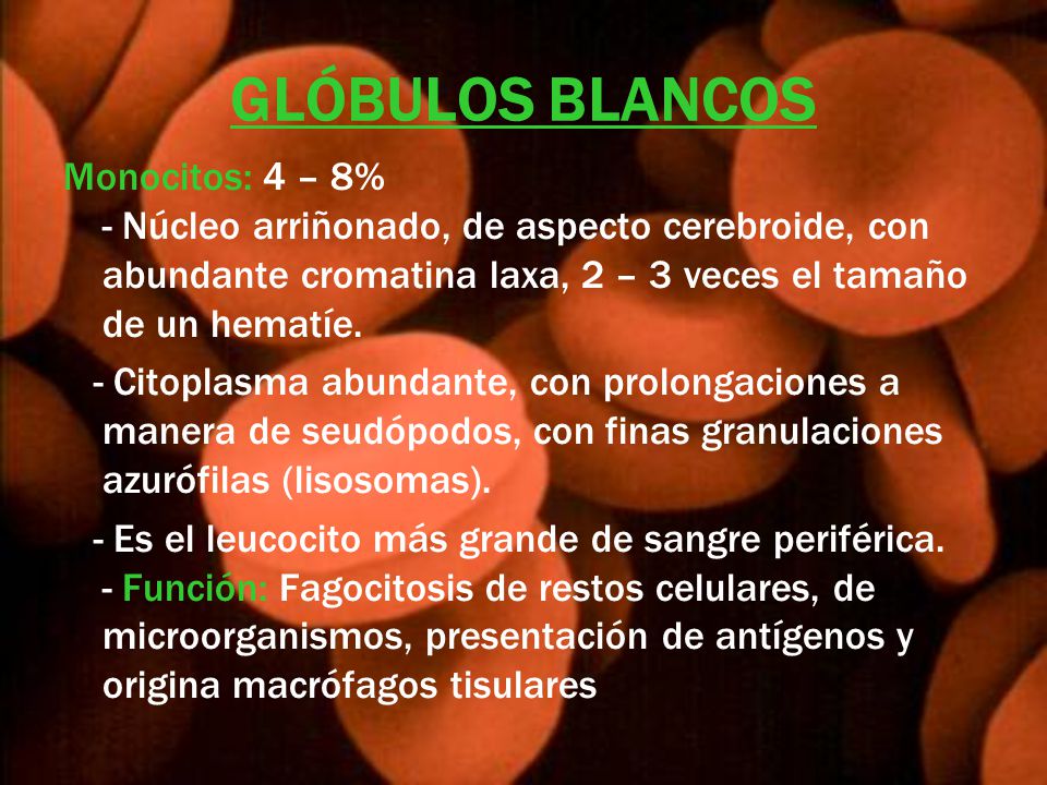 GLÓBULOS BLANCOS Monocitos: 4 – 8% - Núcleo arriñonado, de aspecto cerebroide, con abundante cromatina laxa, 2 – 3 veces el tamaño de un hematíe.