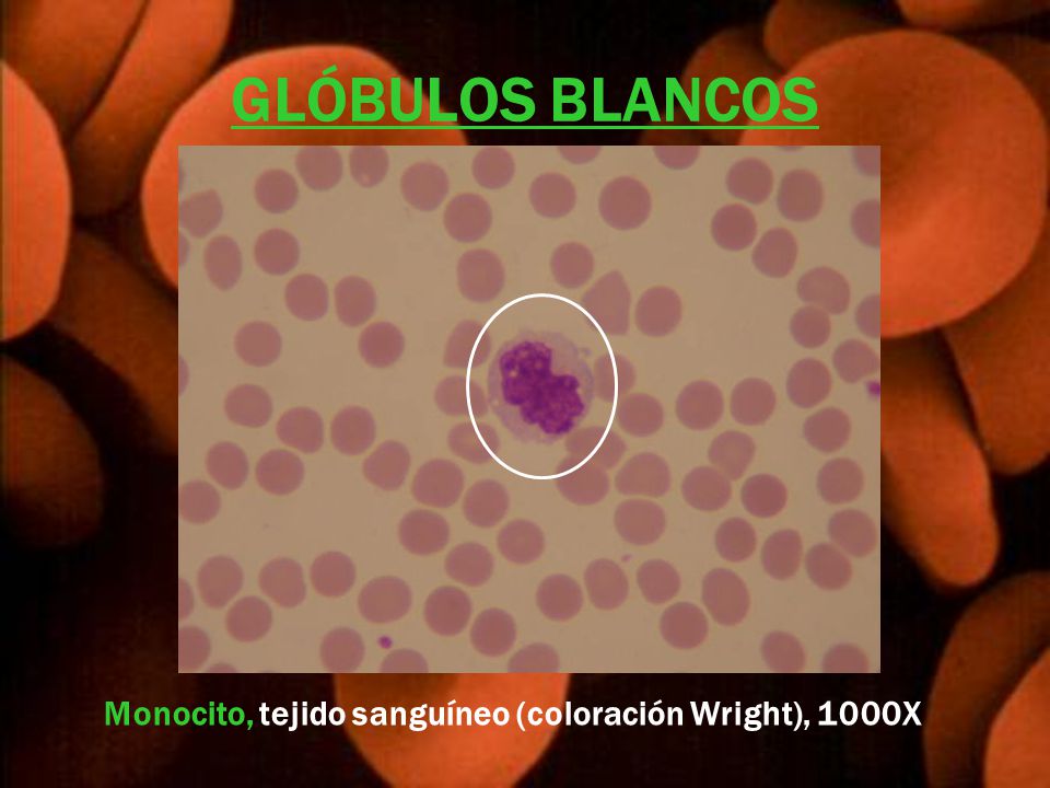 GLÓBULOS BLANCOS Monocito, tejido sanguíneo (coloración Wright), 1000X