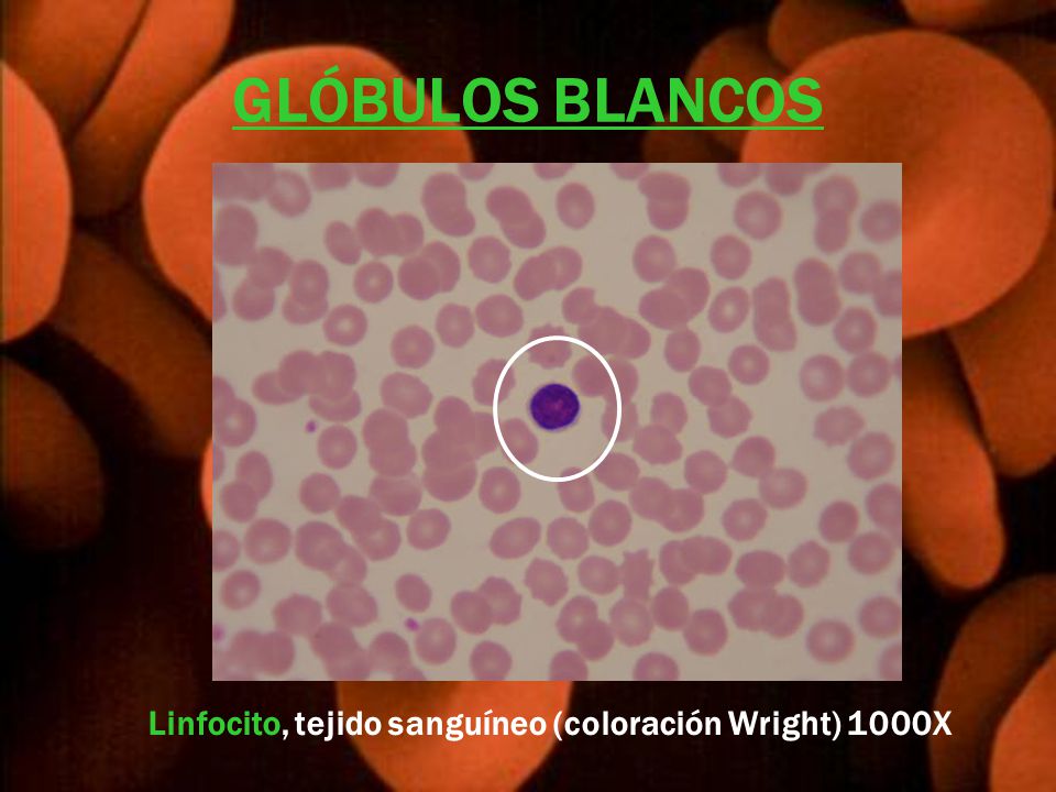 Linfocito, tejido sanguíneo (coloración Wright) 1000X
