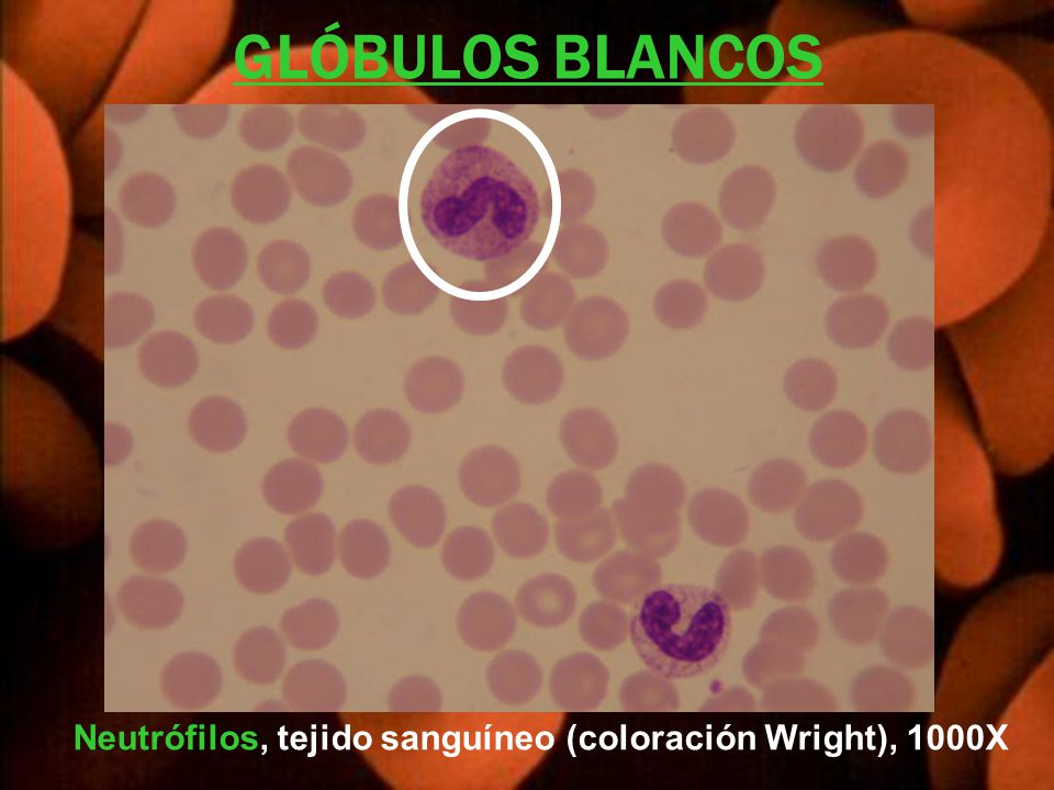 Neutrófilos, tejido sanguíneo (coloración Wright), 1000X