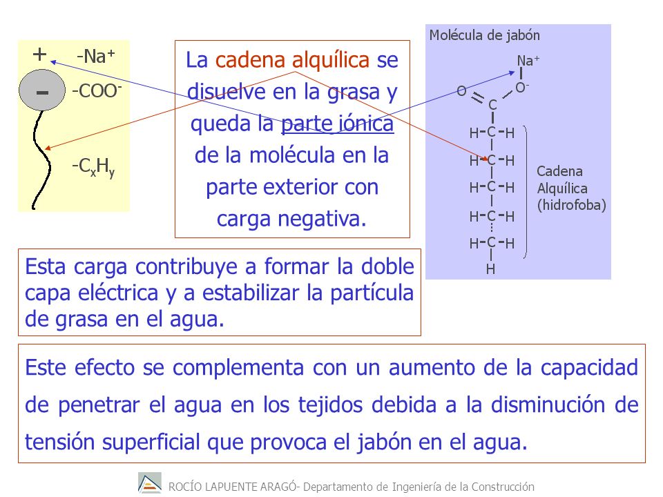 La cadena alquílica se disuelve en la grasa y queda la parte iónica de la molécula en la parte exterior con carga negativa.