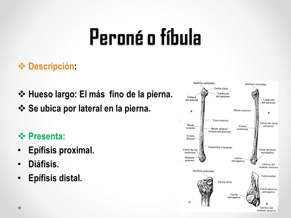 Peroné o fíbula Descripción: Hueso largo: El más fino de la pierna.