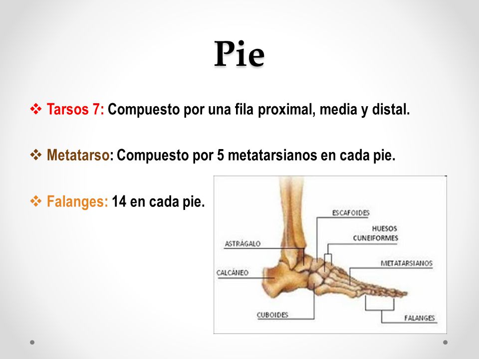 Pie Tarsos 7: Compuesto por una fila proximal, media y distal.