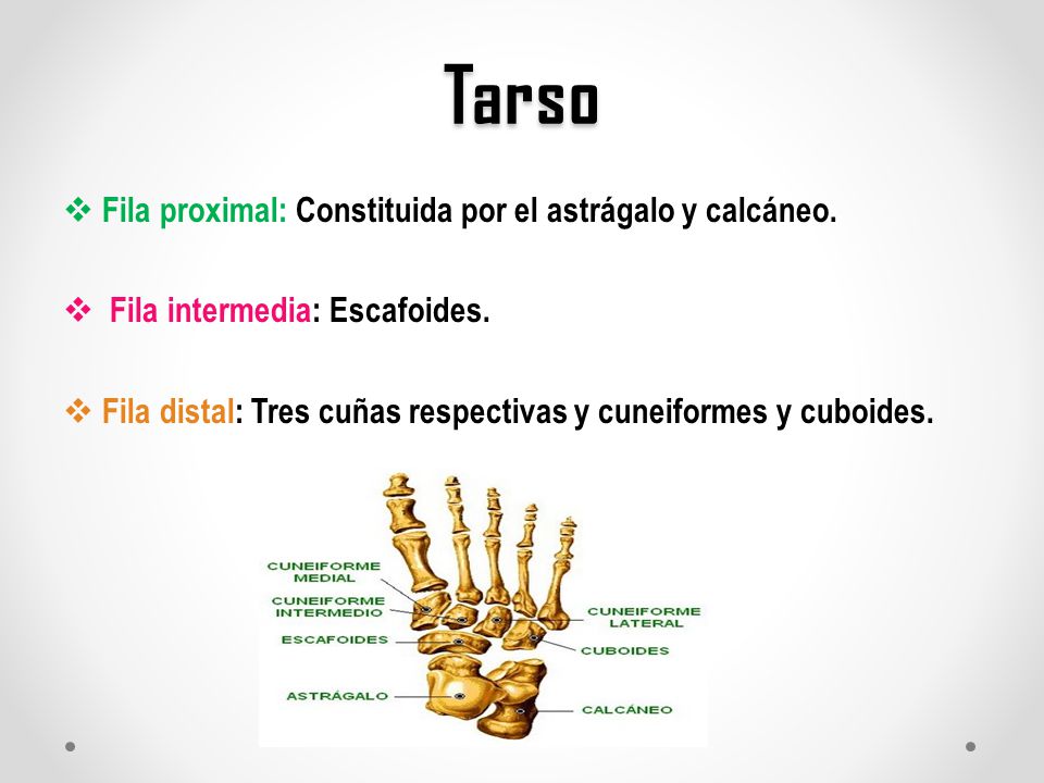Tarso Fila proximal: Constituida por el astrágalo y calcáneo.