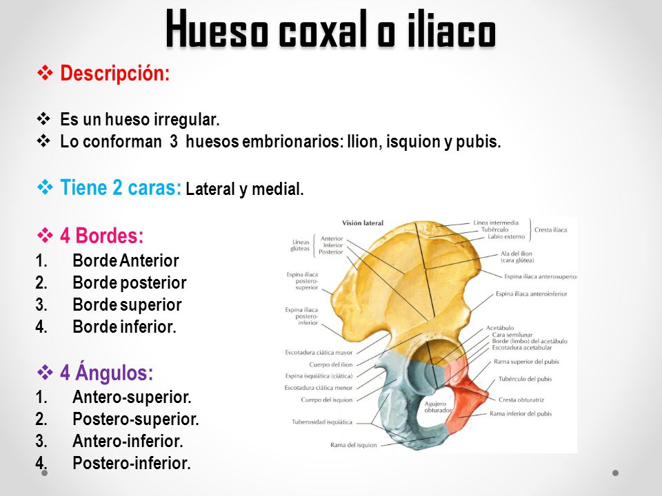 Hueso coxal o iliaco Descripción: Tiene 2 caras: Lateral y medial.