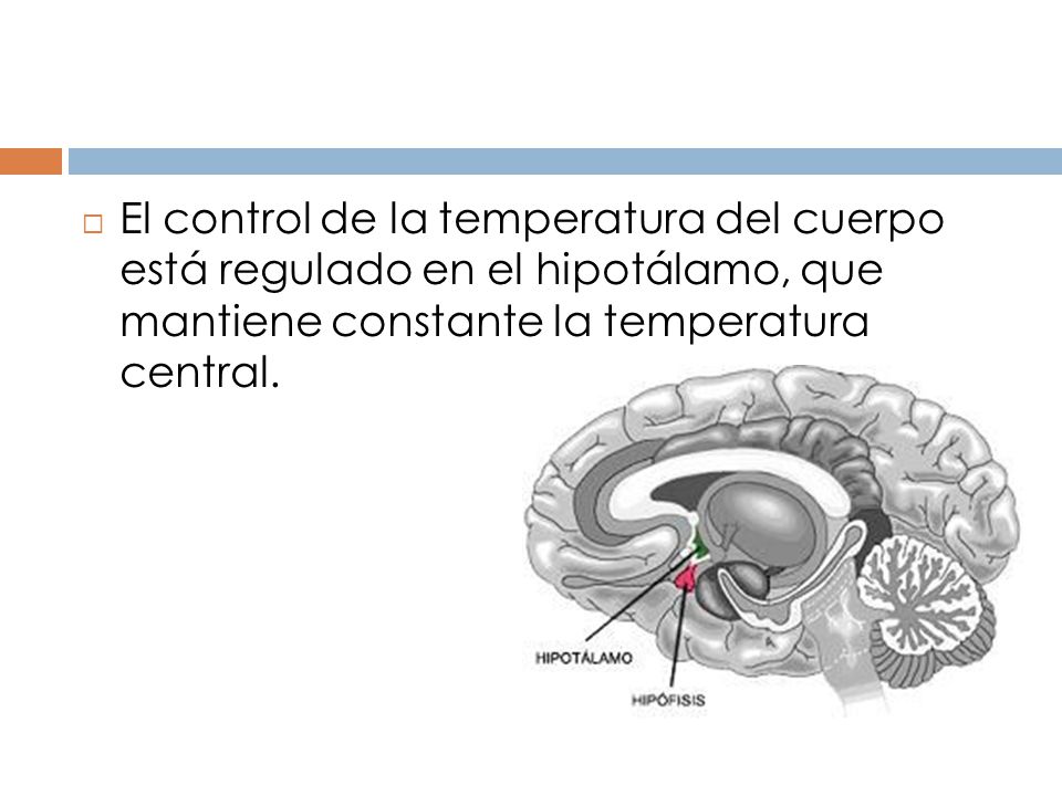 El control de la temperatura del cuerpo está regulado en el hipotálamo, que mantiene constante la temperatura central.