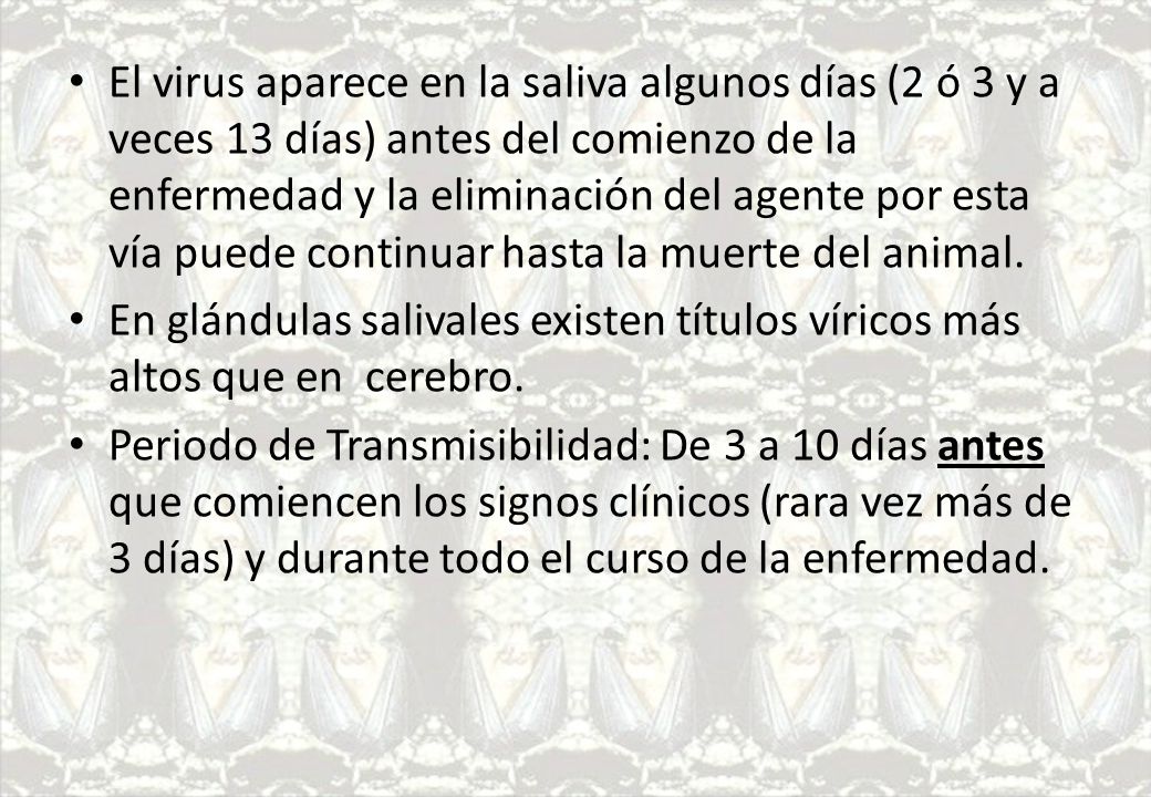 El virus aparece en la saliva algunos días (2 ó 3 y a veces 13 días) antes del comienzo de la enfermedad y la eliminación del agente por esta vía puede continuar hasta la muerte del animal.