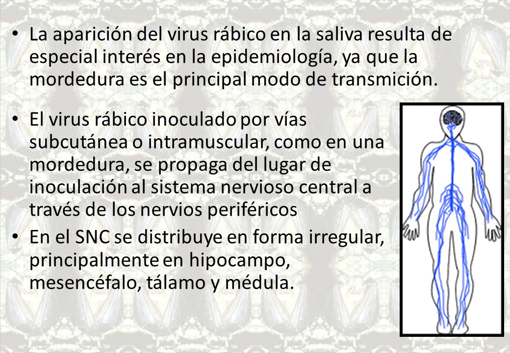 La aparición del virus rábico en la saliva resulta de especial interés en la epidemiología, ya que la mordedura es el principal modo de transmición.