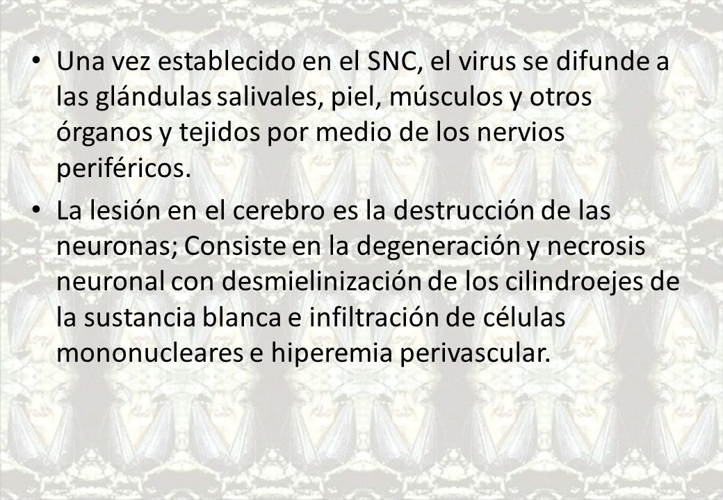 Una vez establecido en el SNC, el virus se difunde a las glándulas salivales, piel, músculos y otros órganos y tejidos por medio de los nervios periféricos.