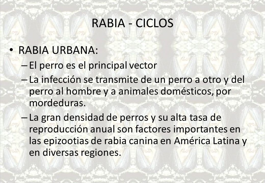 RABIA - CICLOS RABIA URBANA: El perro es el principal vector
