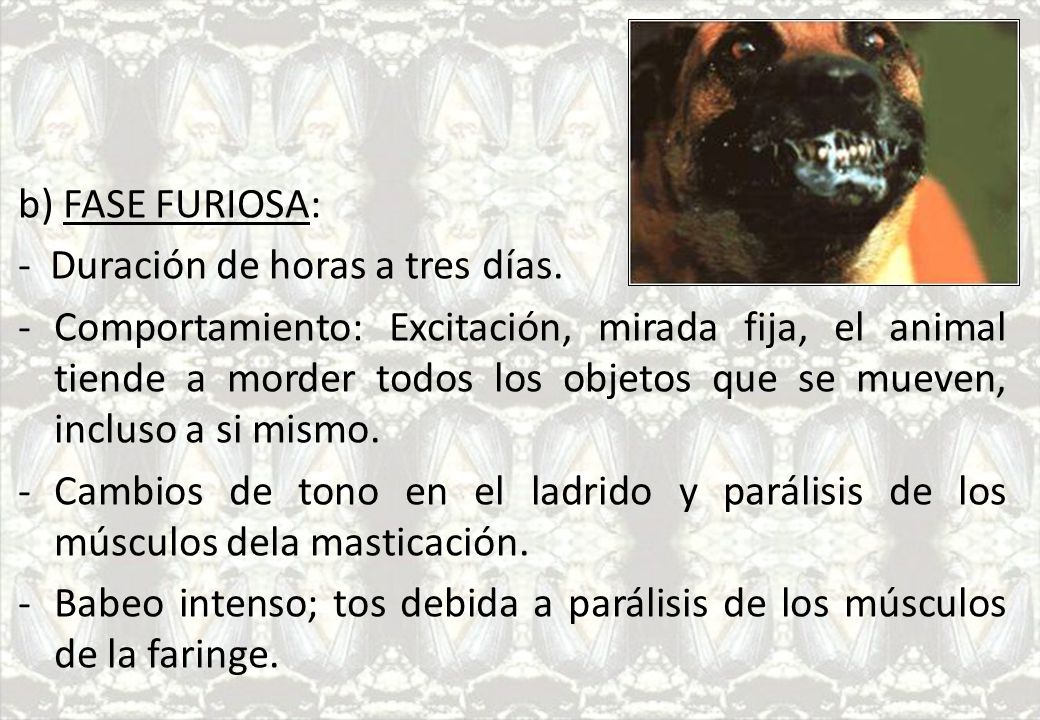 b) FASE FURIOSA: - Duración de horas a tres días.