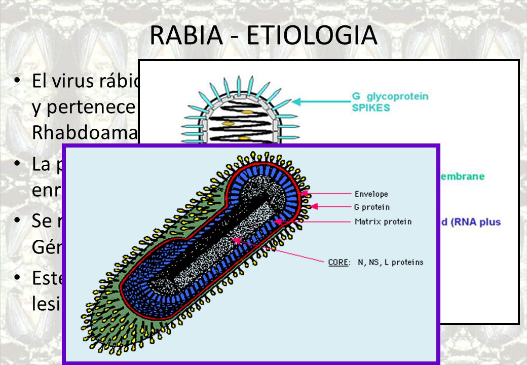 RABIA - ETIOLOGIA El virus rábico tiene forma de bala, es de genoma ARN y pertenece al género Lyssavirus, familia Rhabdoamaviridae.