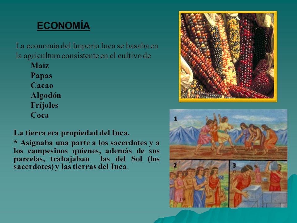 ECONOMÍA La economía del Imperio Inca se basaba en la agricultura consistente en el cultivo de. Maíz.