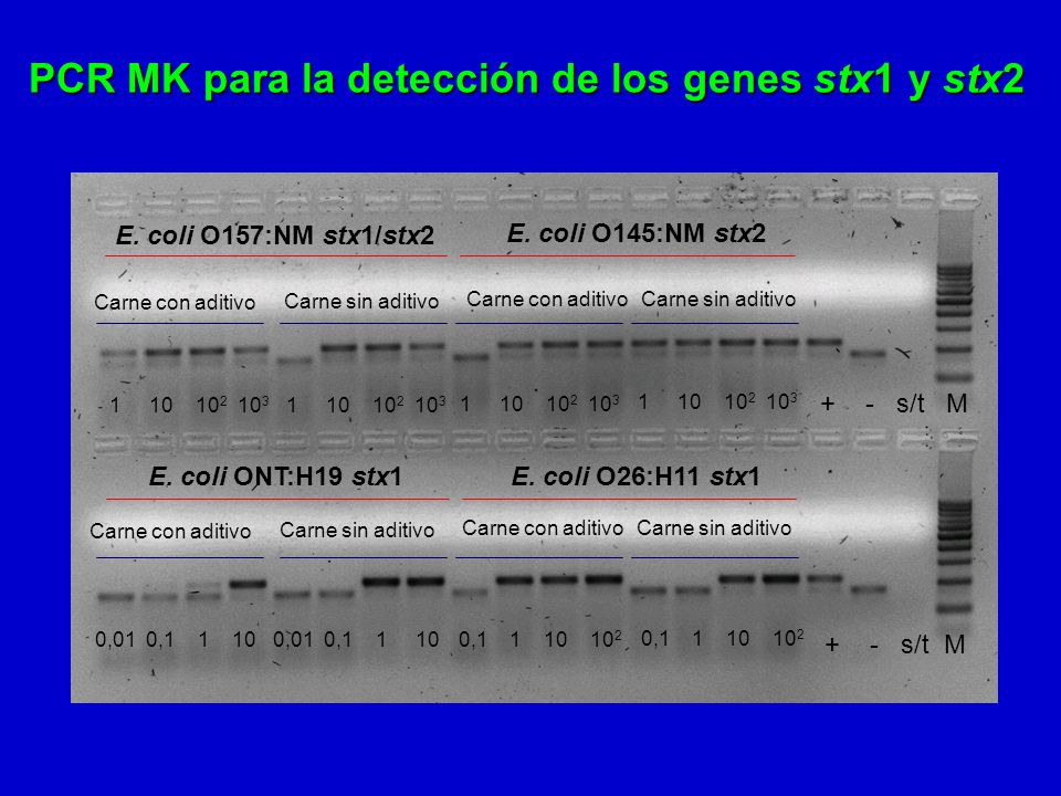 PCR MK para la detección de los genes stx1 y stx2