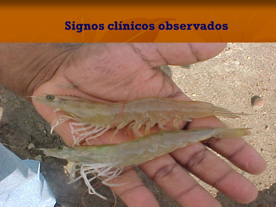 Signos clínicos observados