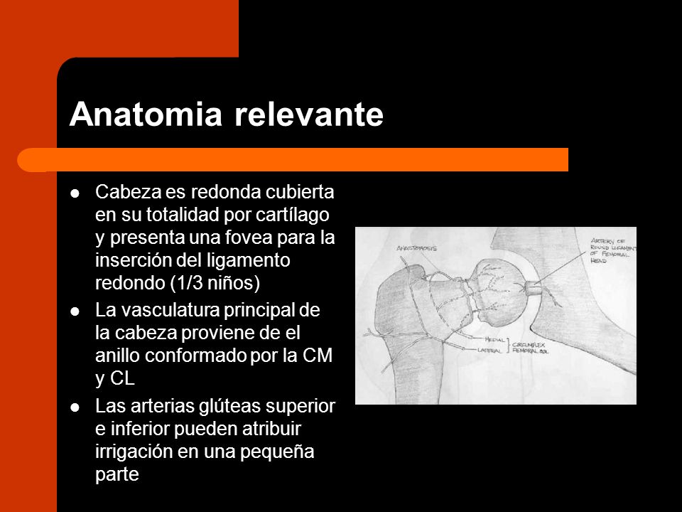 Anatomia relevante Cabeza es redonda cubierta en su totalidad por cartílago y presenta una fovea para la inserción del ligamento redondo (1/3 niños)