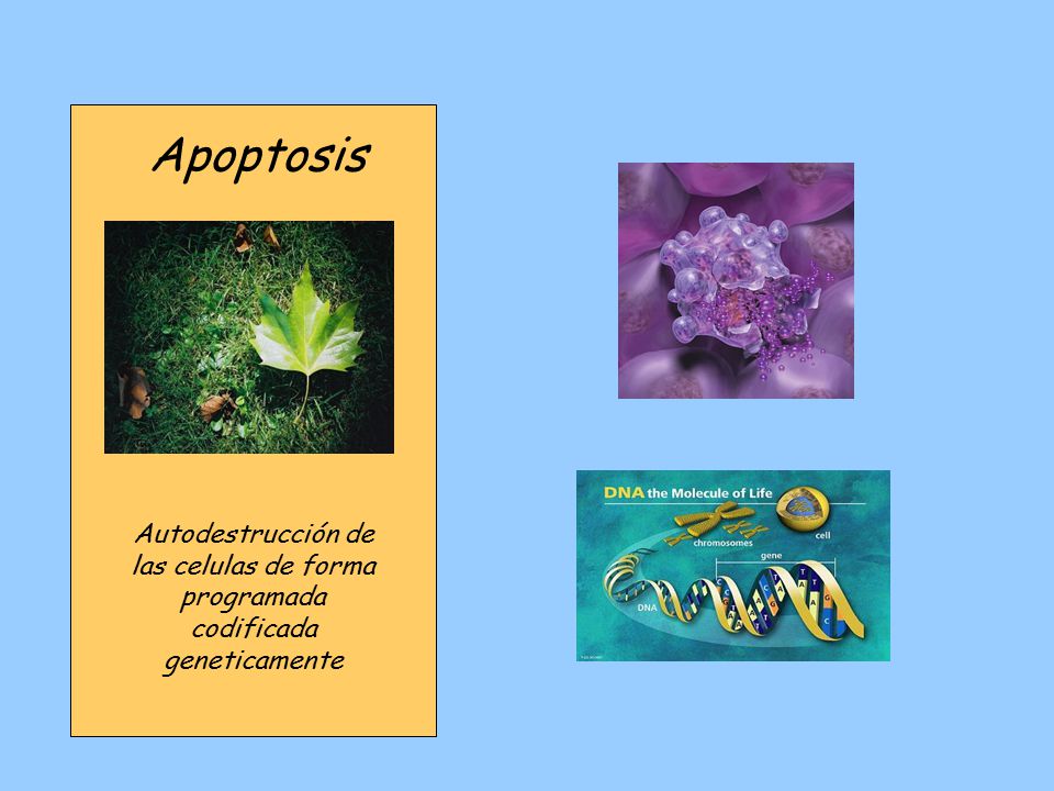 Apoptosis Autodestrucción de las celulas de forma programada codificada geneticamente