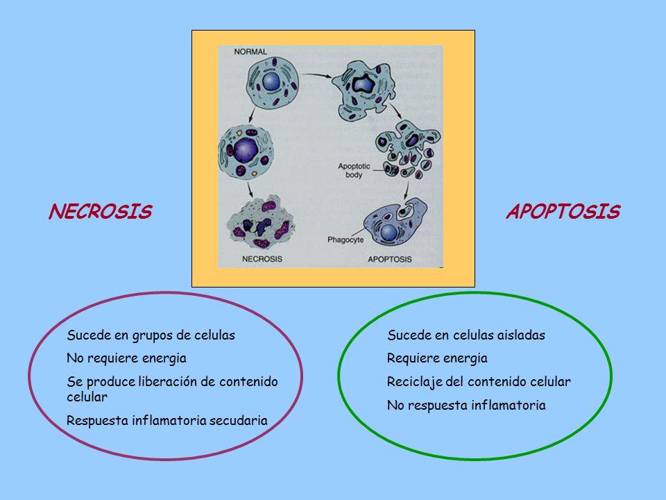 NECROSIS APOPTOSIS Sucede en grupos de celulas No requiere energia