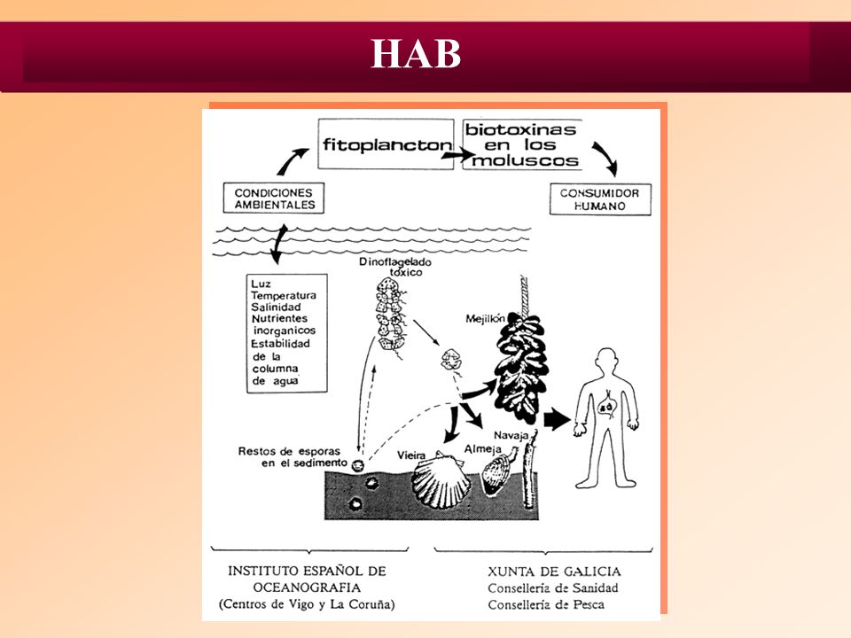 HAB