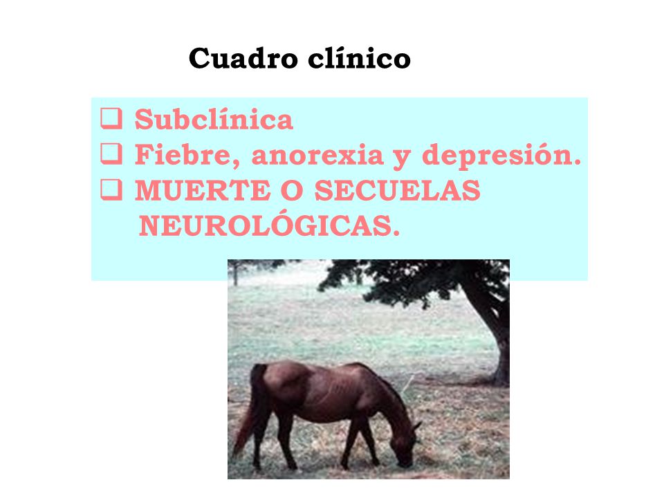 Cuadro clínico Subclínica Fiebre, anorexia y depresión. MUERTE O SECUELAS NEUROLÓGICAS.
