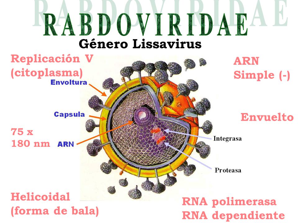 R A B D O V I R I D A E Género Lissavirus Replicación V ARN