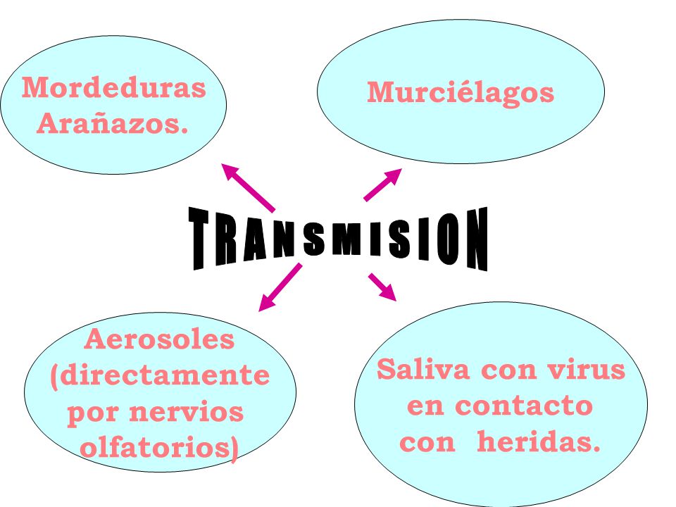 T R A N S M I S I O N Murciélagos Mordeduras Arañazos. Aerosoles