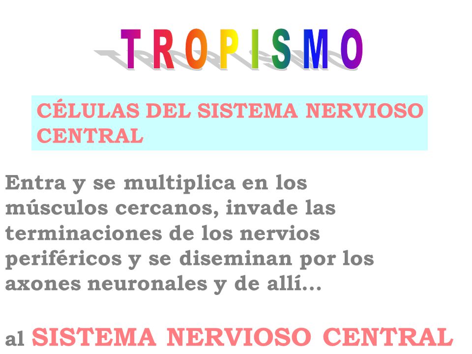 T R O P I S M O CÉLULAS DEL SISTEMA NERVIOSO CENTRAL